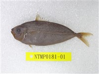 藏品(粗紋鰏)的圖片